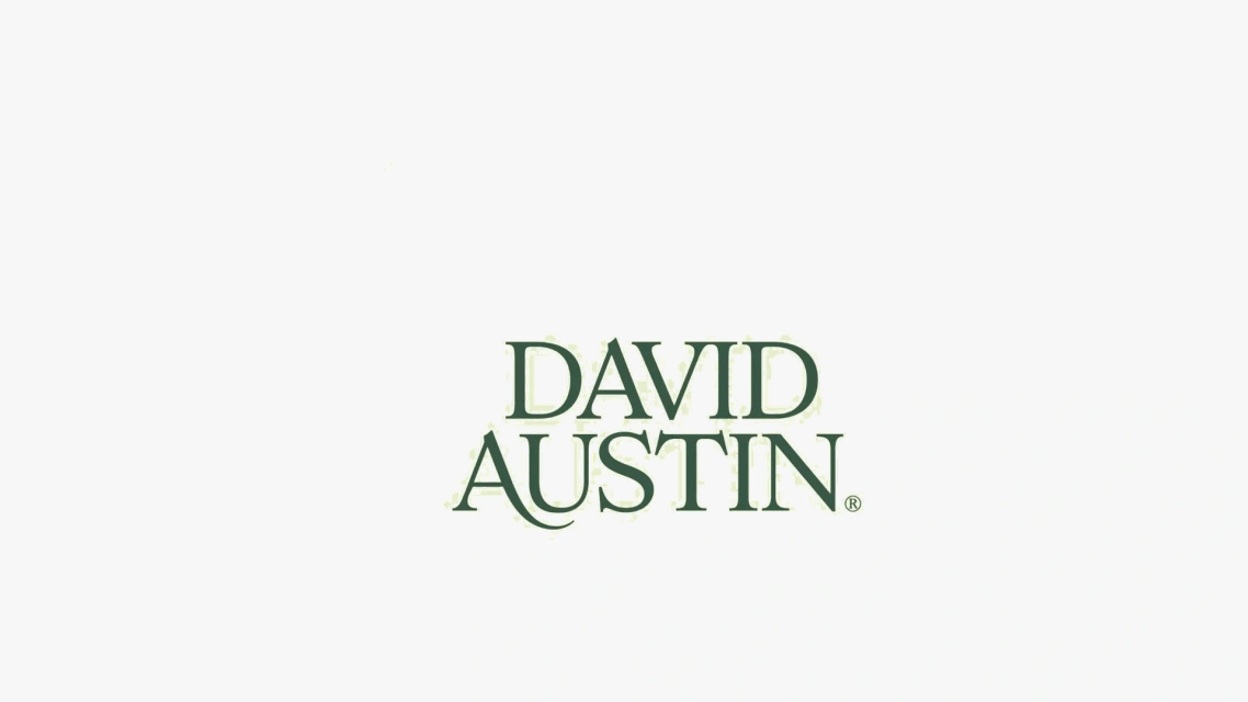 David Austin Roses