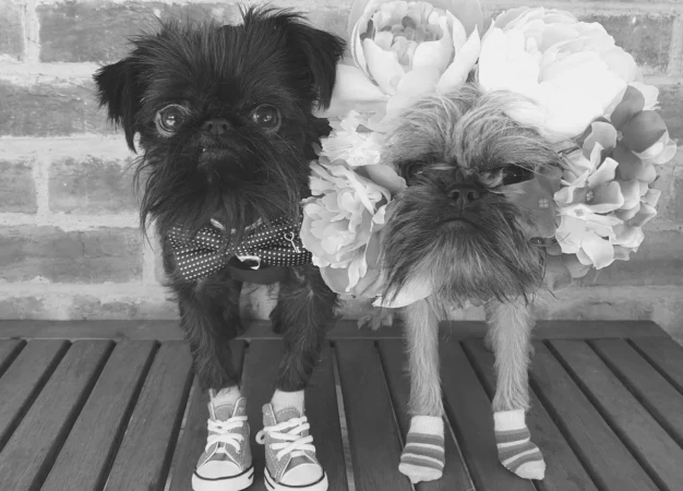 Black and brown Brussels Griffon dogs dressed in apparel stand side-by-side wearing a flower crown, bow tie, sneakers and socks in black and white.