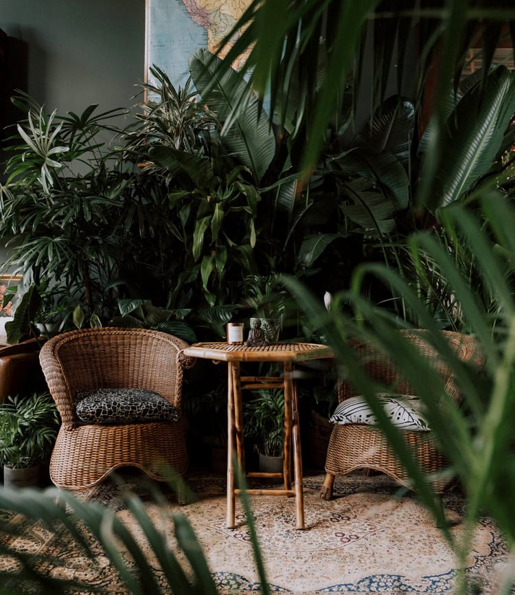 Interior view of wicker chairs and a table surrounded by lush green plants, creating a cozy and natural indoor setting.