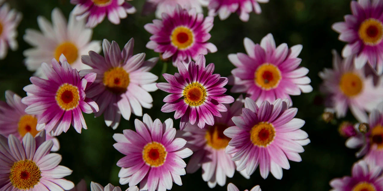 Close-up of pink and white daisy flowers with yellow centers, creating a vibrant floral pattern against a dark green background.