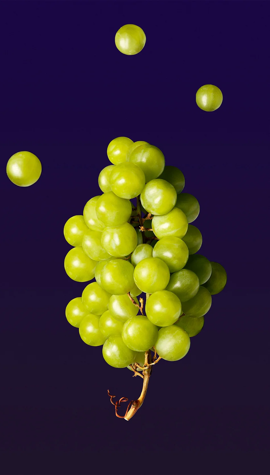 A cluster of green grapes, with individual grapes floating above, stands out against a dark purple background in a simple studio shot.