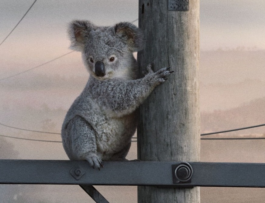 Koala clings to a wooden pole outdoors with a hazy, muted landscape in the background, creating a wildlife scene.