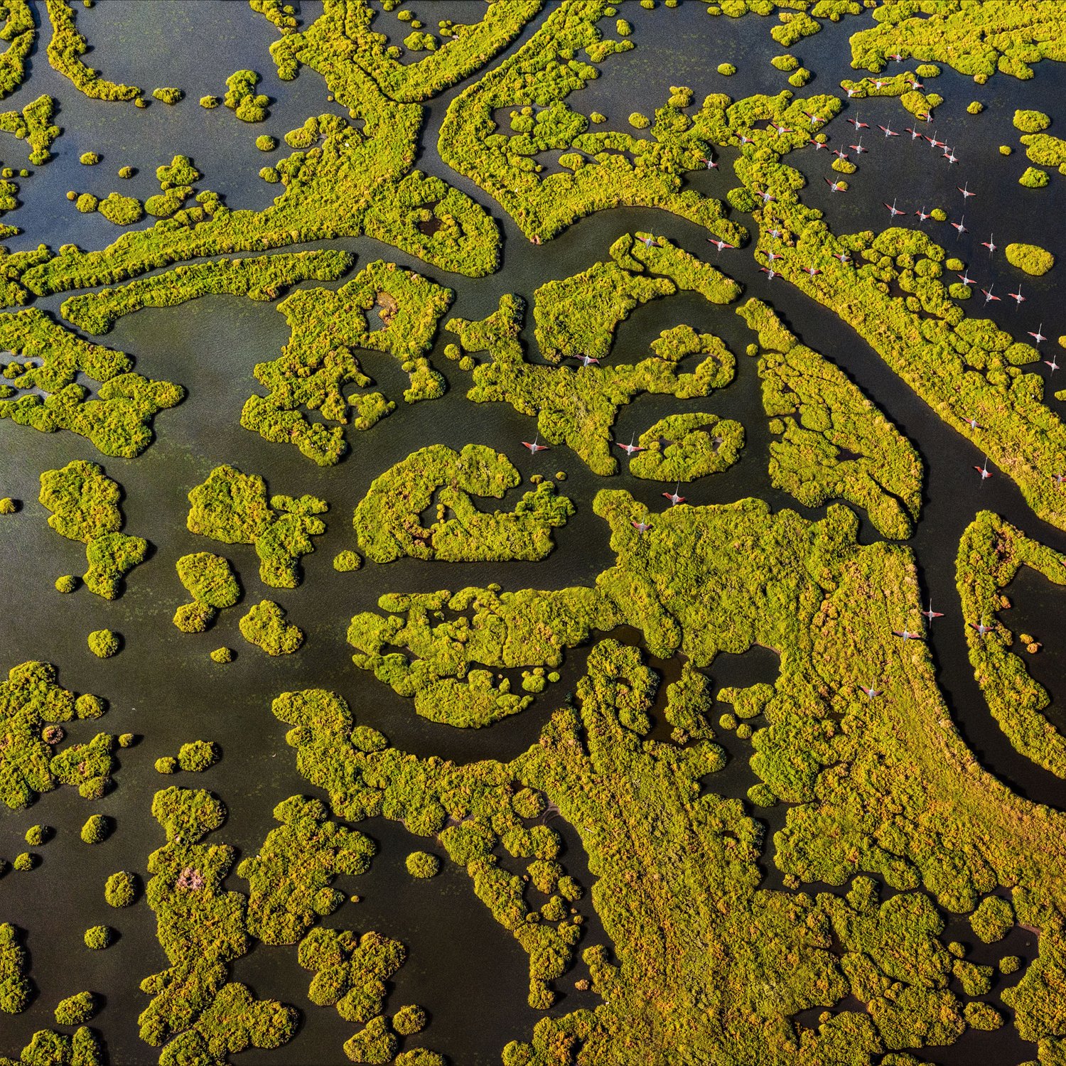 Aerial view of a black water lagoon with bright green vegetation islands, and scattered pink flamingos, captured in a landscape orientation.