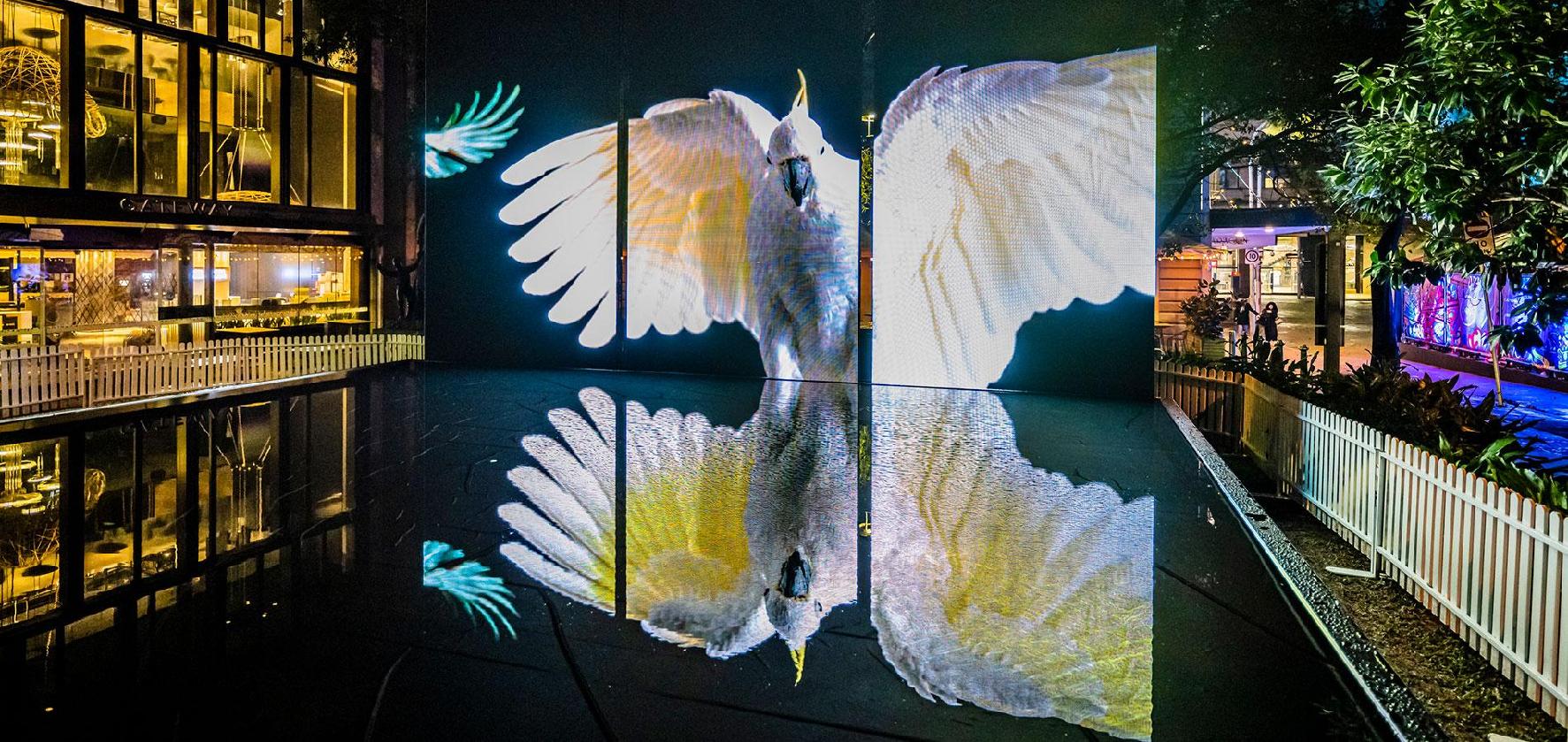 Digital display showcases a Sulphur-crested Cockatoo, its image reflected in a pool, set against an urban backdrop at night.