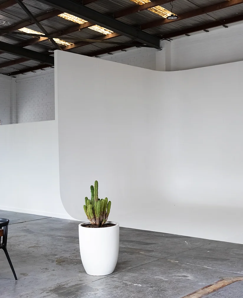 A tall, potted cactus stands prominently in a minimalist studio with a white backdrop, its greenery a stark contrast to the industrial space.