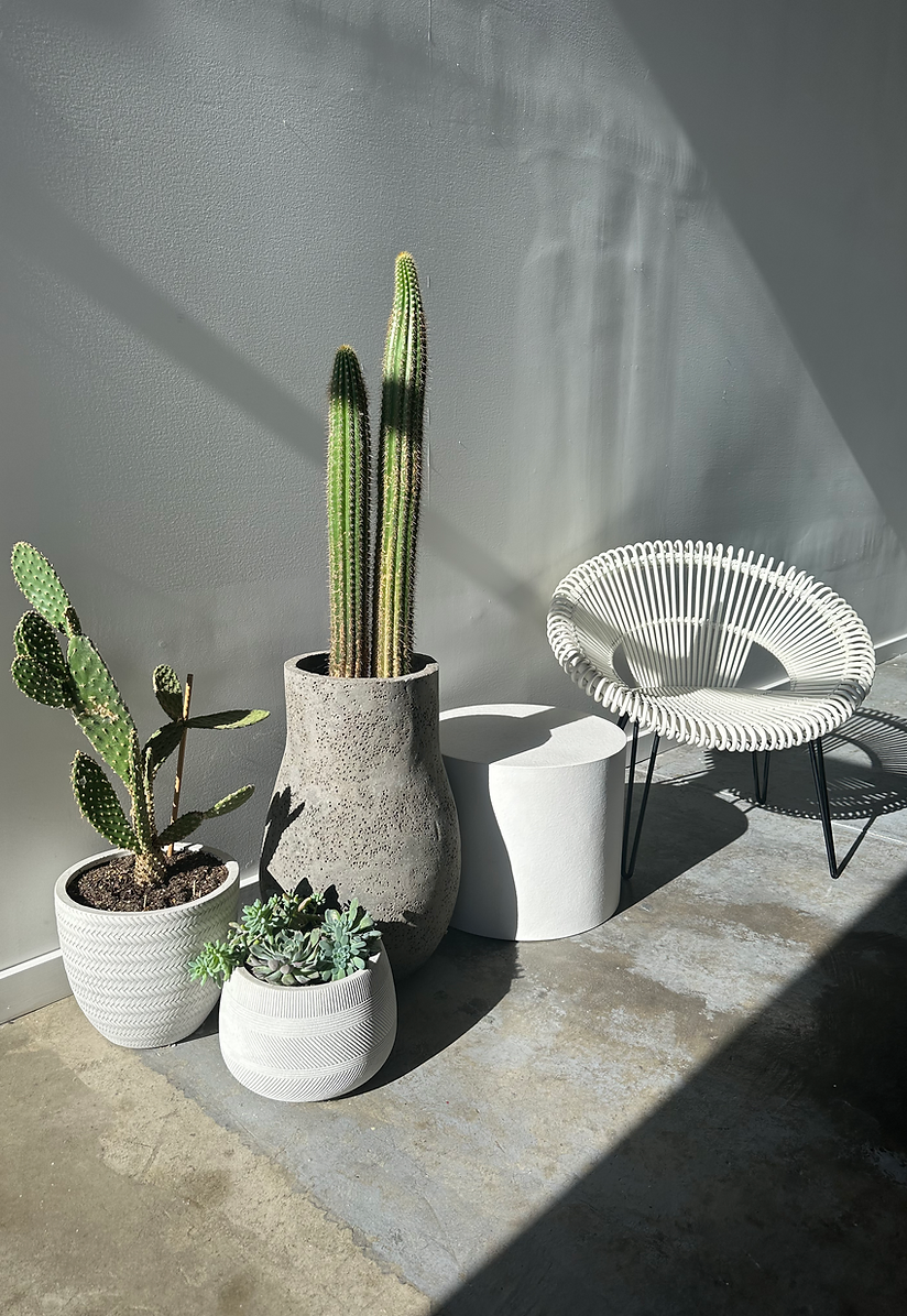 Indoor shot with potted cacti and succulents in white and gray pots, casting shadows on the gray wall behind a white chair and table.