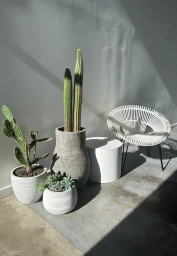 Potted cacti, succulents, a white side table, and a modern wire chair against a light wall in sunlight.