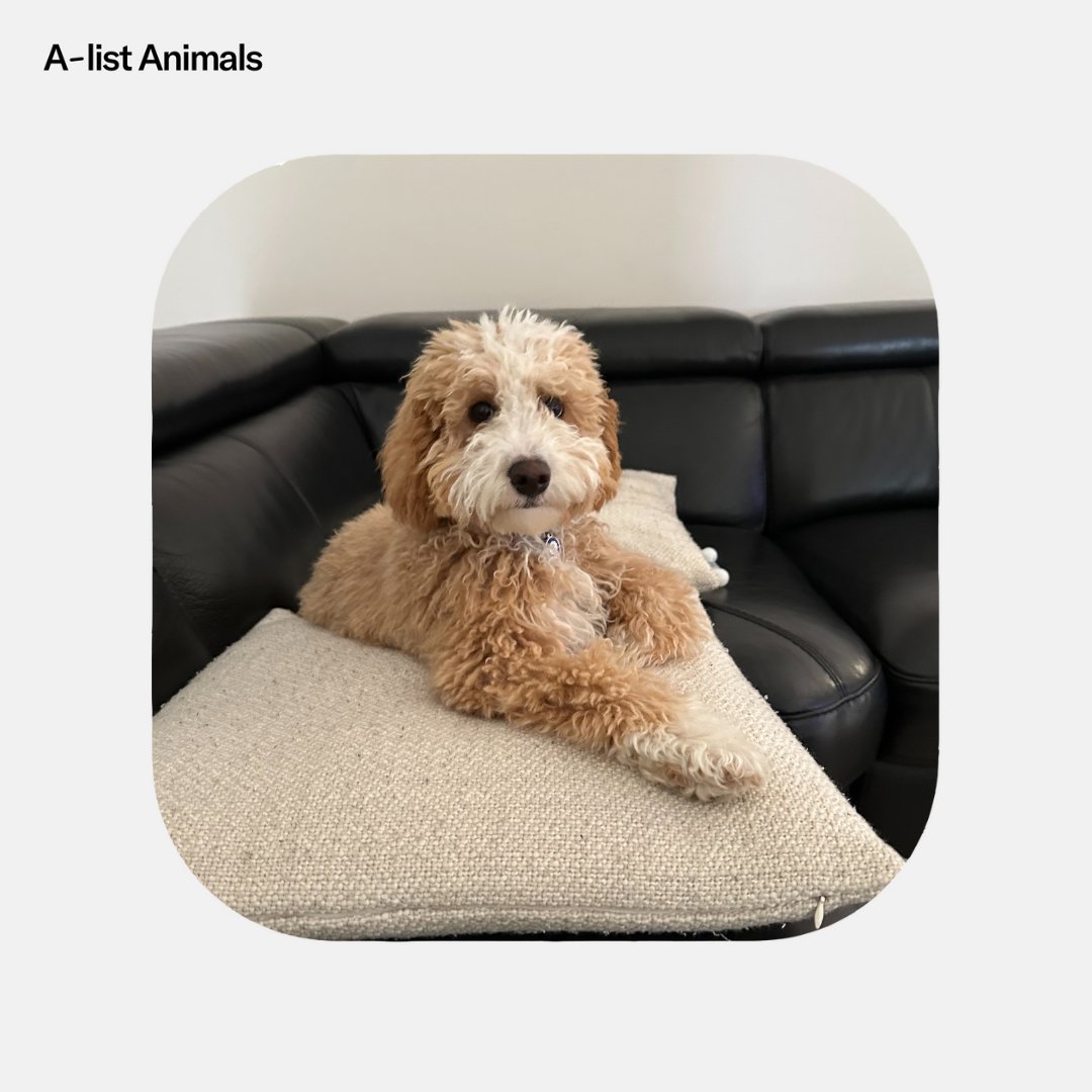 An adorable Goldendoodle puppy lounges on a textured beige pillow atop a dark leather couch indoors, looking directly at the camera.