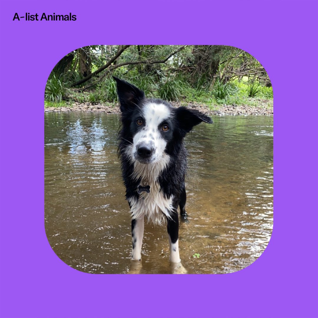 Black and white Border Collie dog stands in shallow water of a stream with lush green foliage blurred in the background on a sunny day.