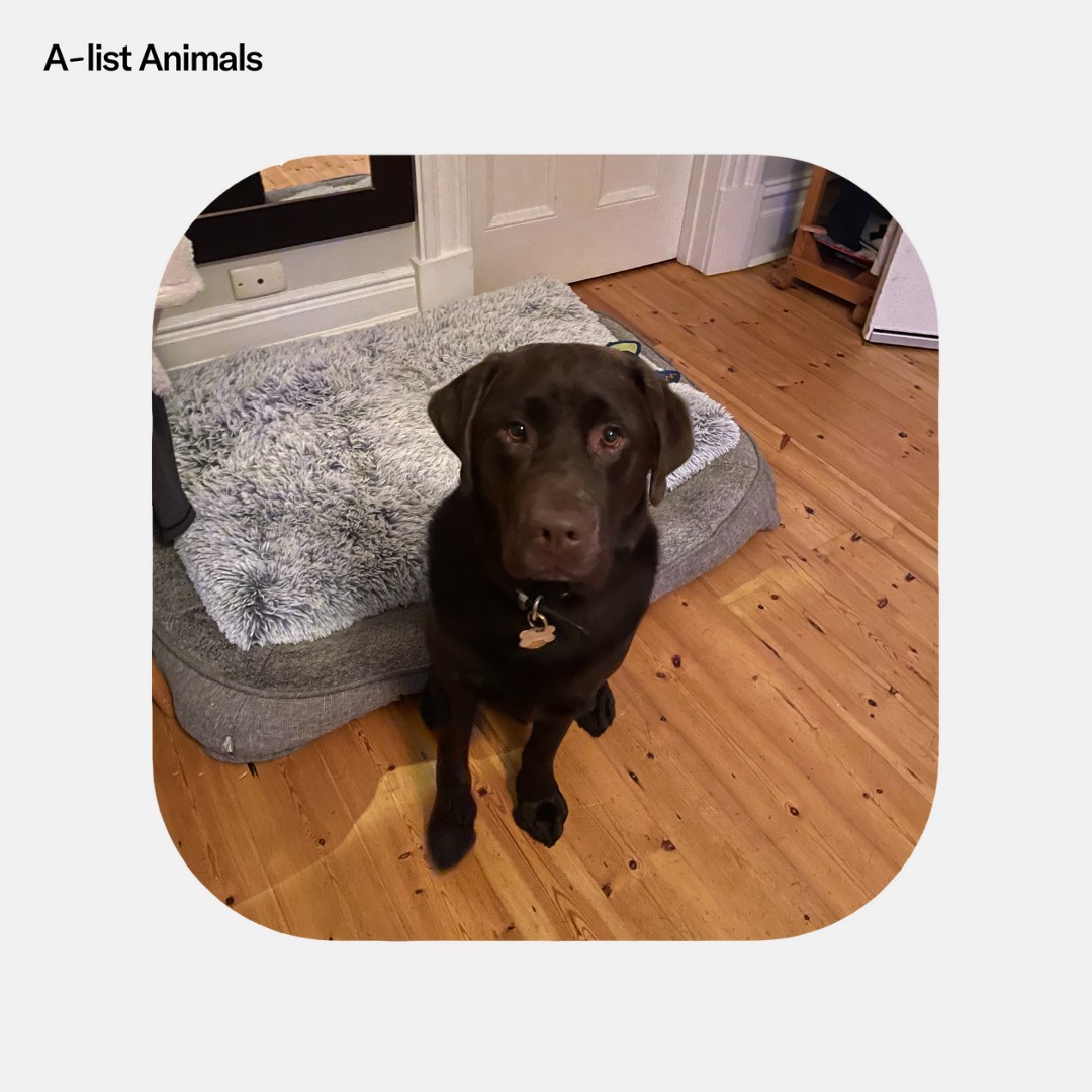 A brown Labrador Retriever sits in front of a dog bed on a wood floor inside a home with white trim and walls in a medium shot.