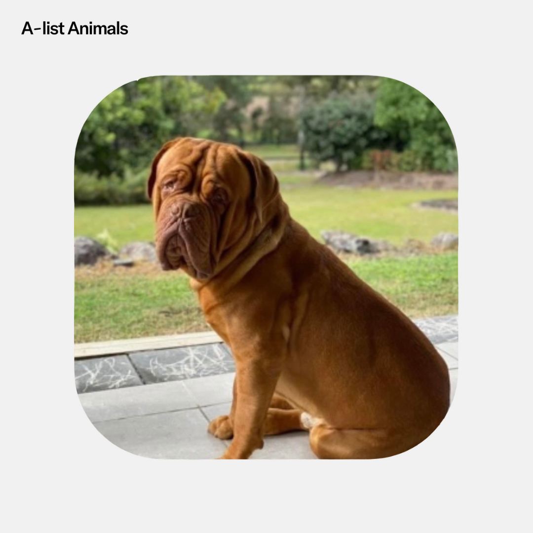 A Dogue de Bordeaux dog sits outdoors on a patio, with green grass and trees blurred in the background during daylight hours.