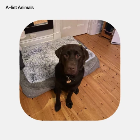 Chocolate labrador retriever dog sitting in front of a grey fluffy pet bed on a wooden floor.