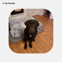 Chocolate labrador retriever dog sitting in front of a grey fluffy pet bed on a wooden floor.