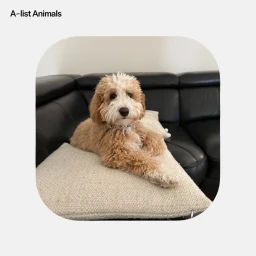 A fluffy tan and white labradoodle puppy lying on a textured cream pillow on a black leather couch.