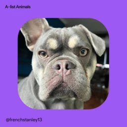 Close-up portrait of a blue French Bulldog with tan markings over its eyes against a purple background.
