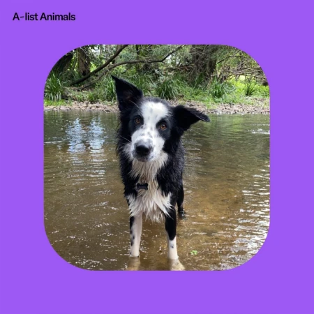 A black and white border collie standing in a shallow river with a lush green forest background.
