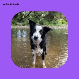 A black and white border collie standing in a shallow river with a lush green forest background.