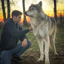 Action Animal