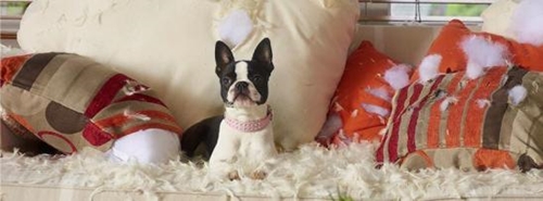 Boston terrier with a pink collar sits amid a pile of feathers and shredded pillows on a white couch, indoor setting, natural light.