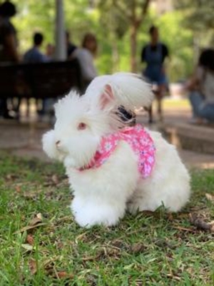 White rabbit with a pink floral harness sits on green grass in a blurry outdoor setting with people at a park bench.