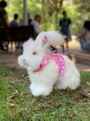White rabbit with a pink floral harness sits on green grass in a blurry outdoor setting with people at a park bench.