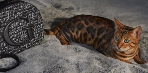A Bengal cat lies next to a black-and-white tweed purse with a letter G on a grey furry rug in a dimly lit indoor setting.