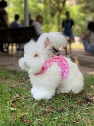 Fluffy white rabbit wearing a pink floral harness sitting on green grass in a park in Sydney