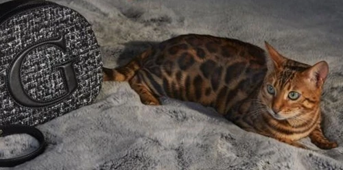 A Bengal cat lying on a soft grey faux fur blanket next to a textured black and white tweed bag featuring a large letter G.