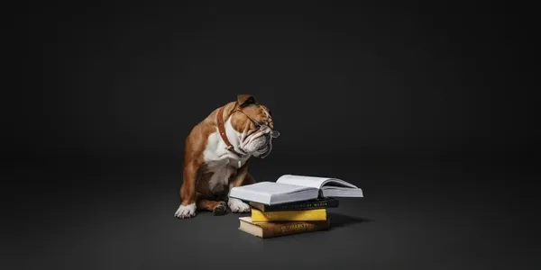 Bulldog wearing eyeglasses sits next to a stack of books on a grey background in a studio setting, creating a scholarly or humorous image.