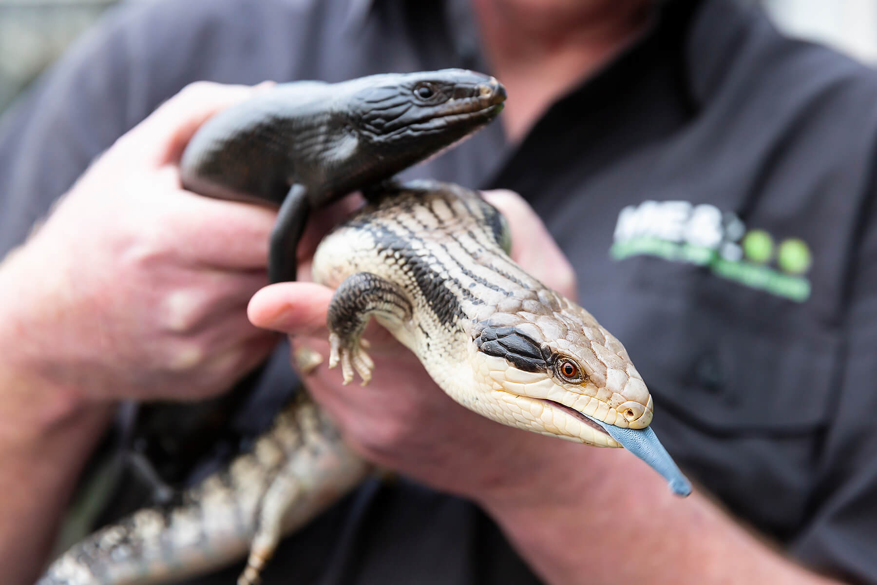 Close-up of two blue-tongued lizards, one black and one tan with stripes, being held in someone's hands in an indoor setting.