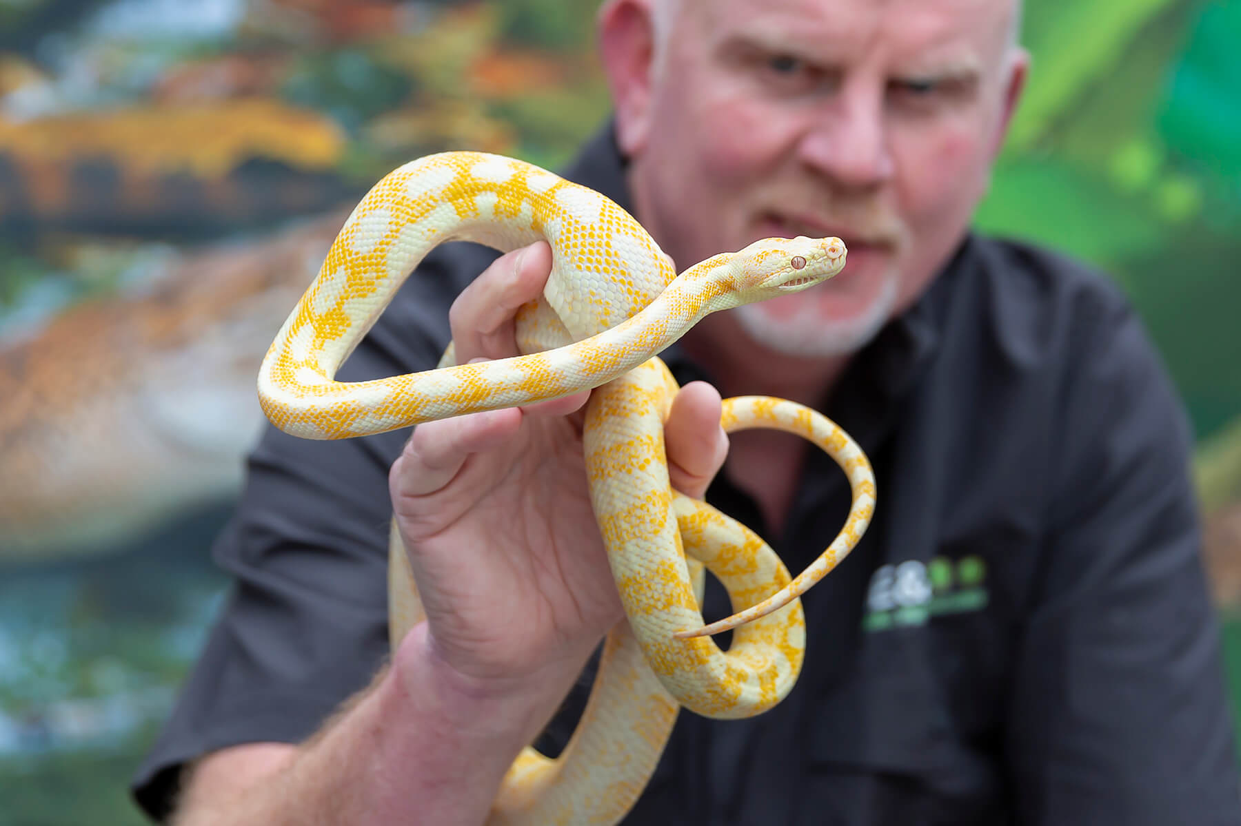 Adult male holds a yellow-and-white snake indoors in a close-up shot showcasing reptilian scales and skin patterns.