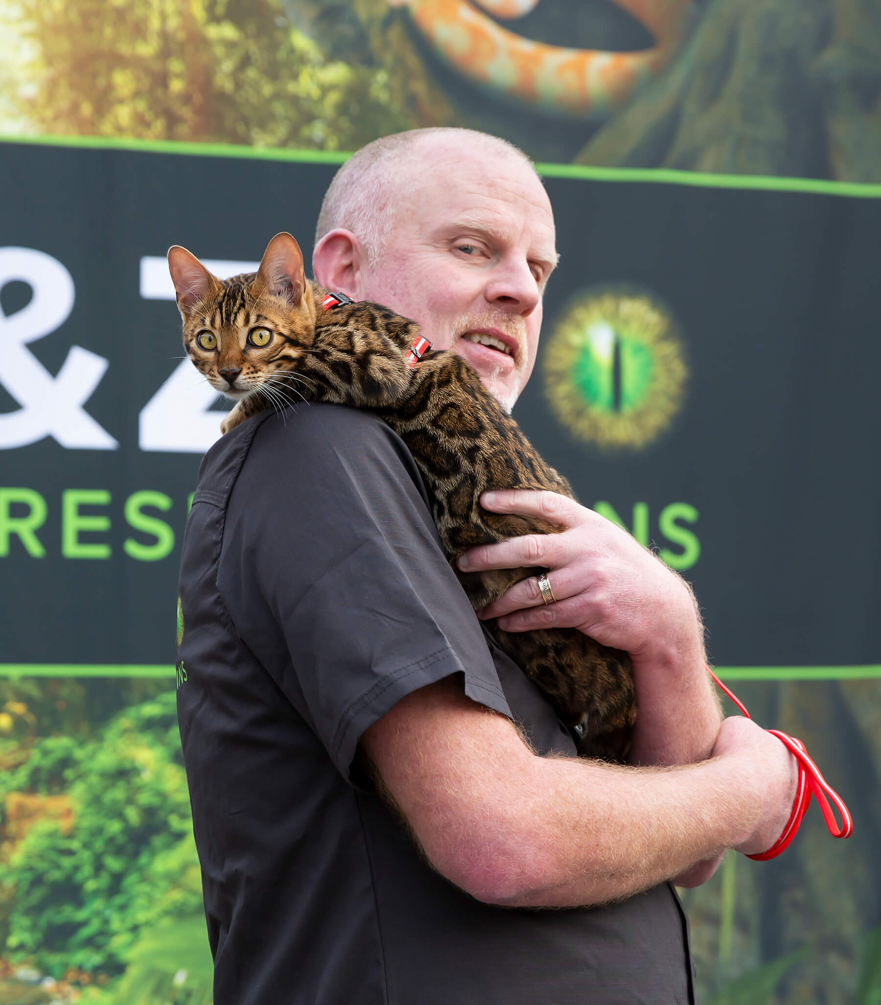 Adult male holds a Bengal cat with a red leash. The cat is sitting on the man's shoulder, and the background is a promotional sign.
