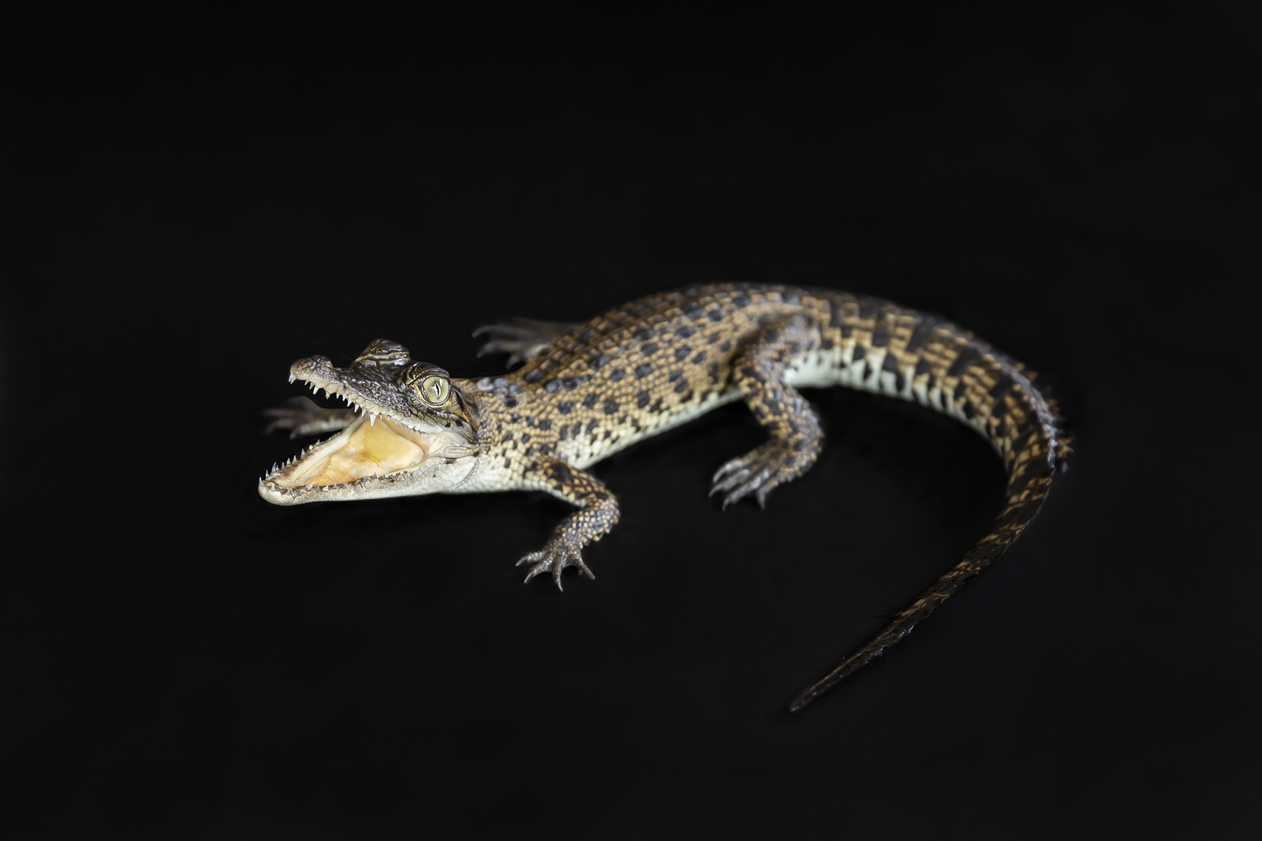 A juvenile crocodile with its mouth open is lying against a stark black background, showcasing its detailed scales and unique features.