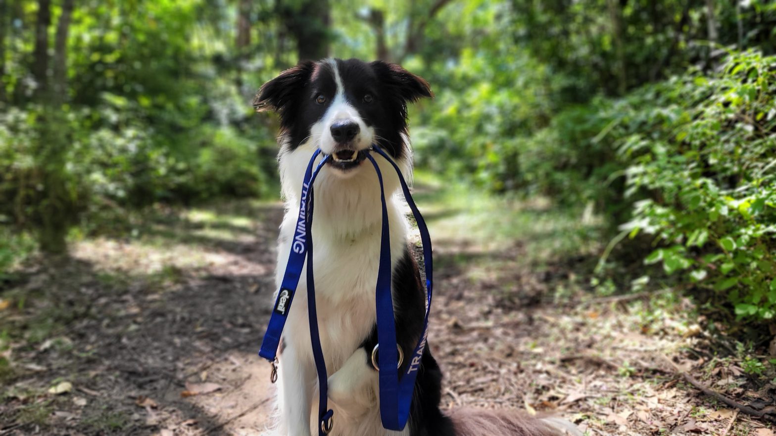 Border Collie dog sitting on a dirt path with trees in the background, holding a blue leash with the text 'TRAINING' in its mouth.