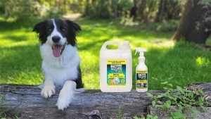 Border Collie dog resting on a fallen log next to two cleaning product bottles in a sunlit park setting.
