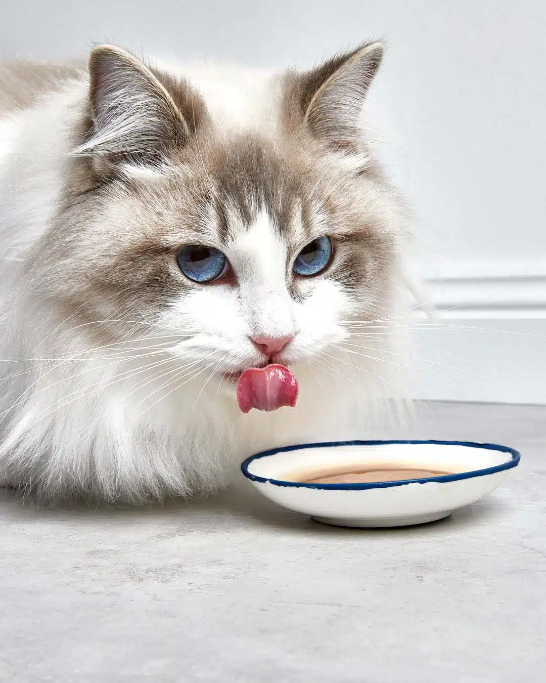 Ragdoll cat licks its nose by a small dish of liquid against a white background, showing off its bright blue eyes and fluffy fur.
