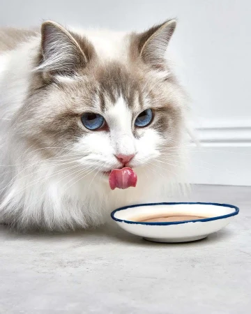 Ragdoll cat licks its nose by a small dish of liquid against a white background, showing off its bright blue eyes and fluffy fur.
