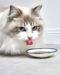 Fluffy white and grey cat licking its nose while seated next to a white bowl on a grey surface.
