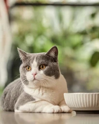 Grey and white cat resting near a small white bowl with a blurred green background by Content Hustlers