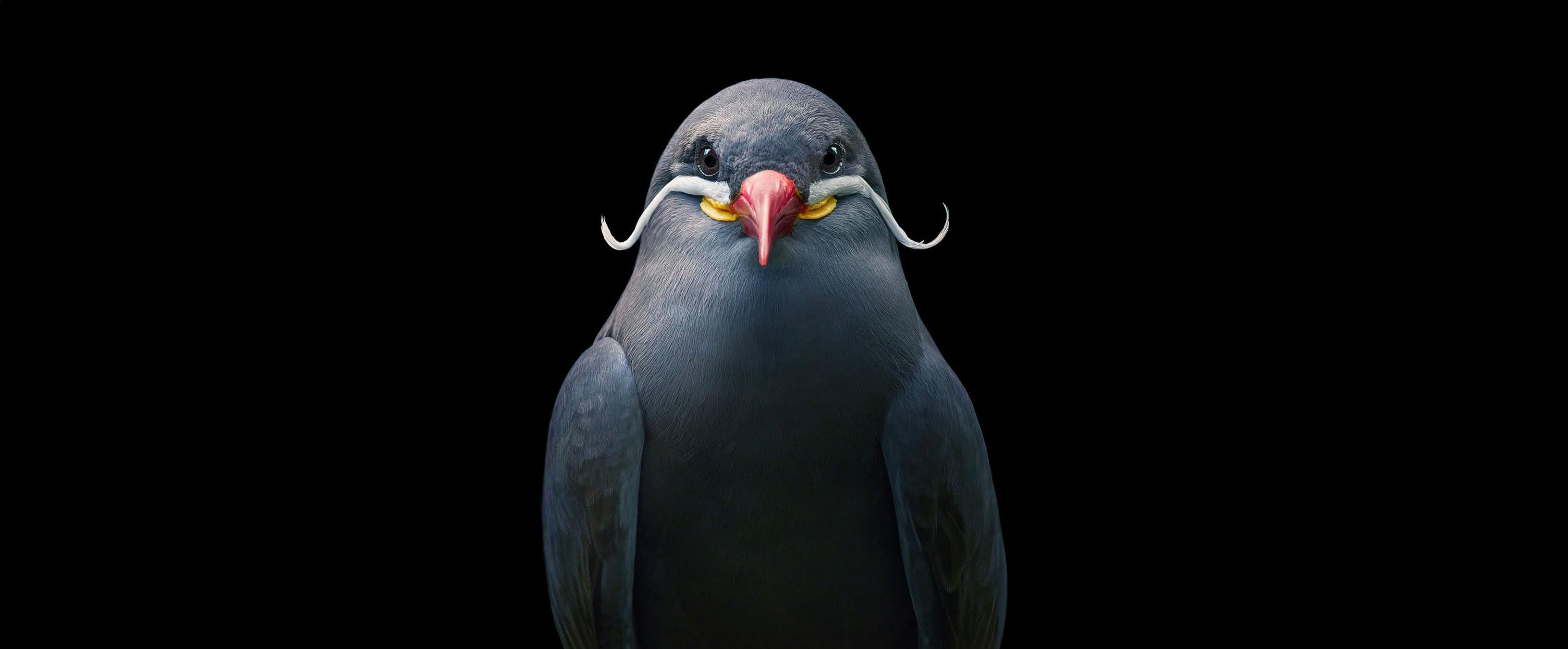 Photographers Who Capture the Soul of Animals