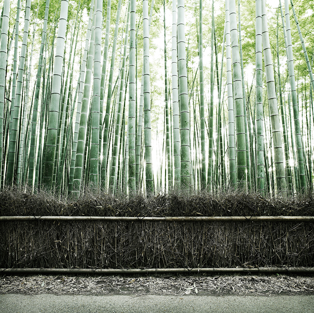 Lush bamboo forest with a bamboo fence in the foreground and sunlight filtering through the tall, green bamboo stalks.