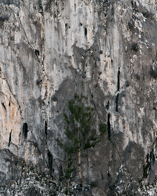 Detailed view of a tree against a textured rock wall with cracks and patterns, creating a contrast of organic and geological elements.