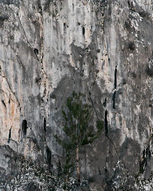 Detailed view of a tree against a textured rock wall with cracks and patterns, creating a contrast of organic and geological elements.