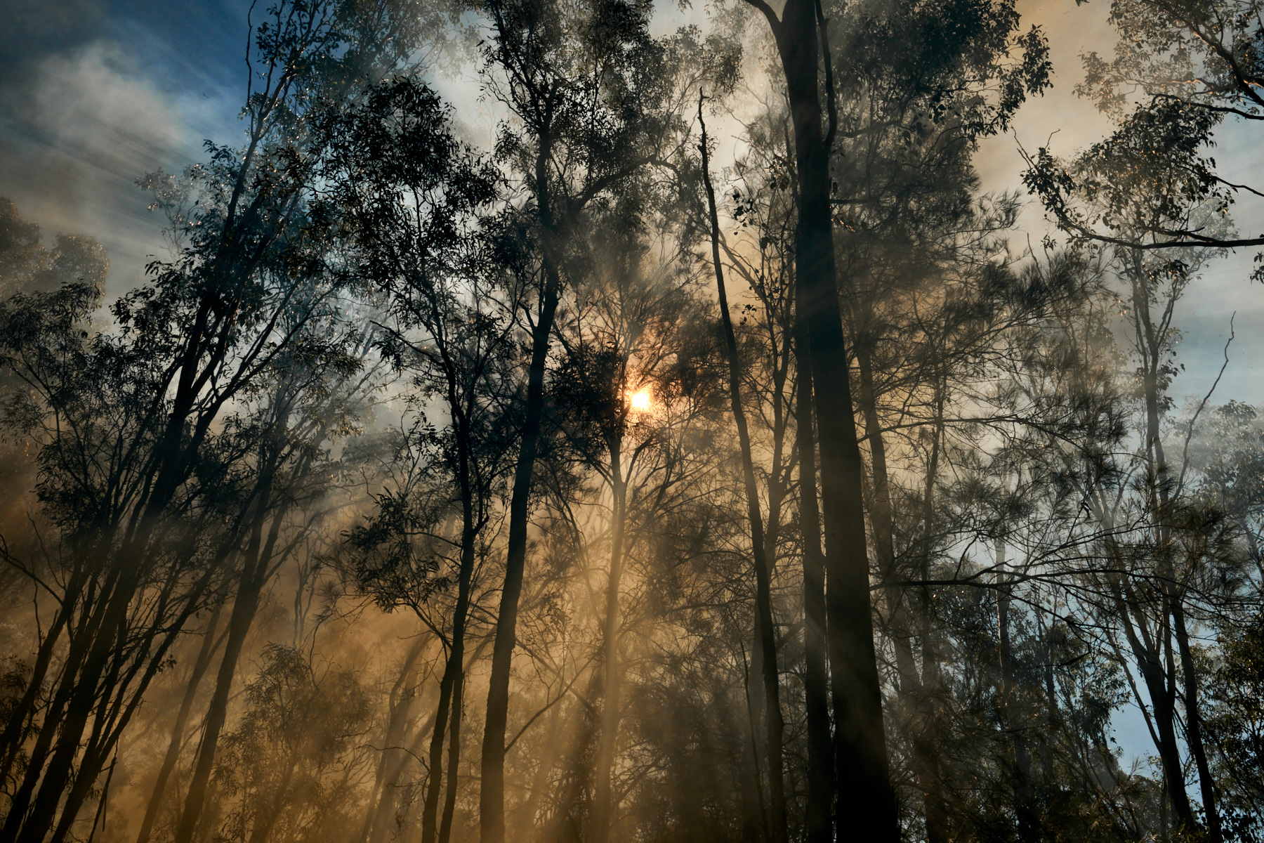 Sunlight streams through tall trees in a dense forest, creating a misty and atmospheric scene with a strong sense of depth.