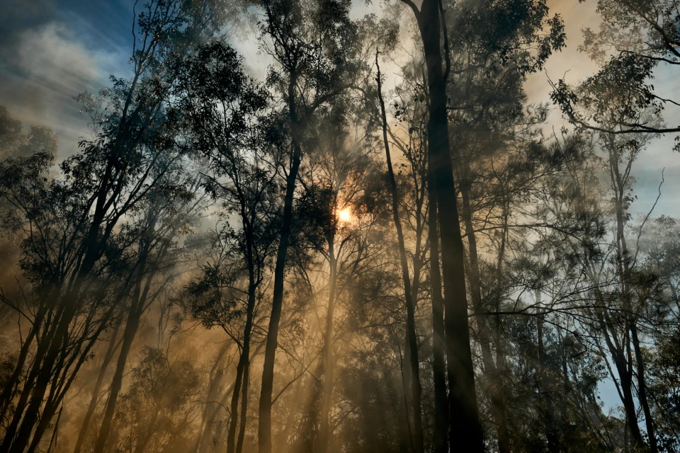 Sunlight streams through tall trees in a dense forest, creating a misty and atmospheric scene with a strong sense of depth.