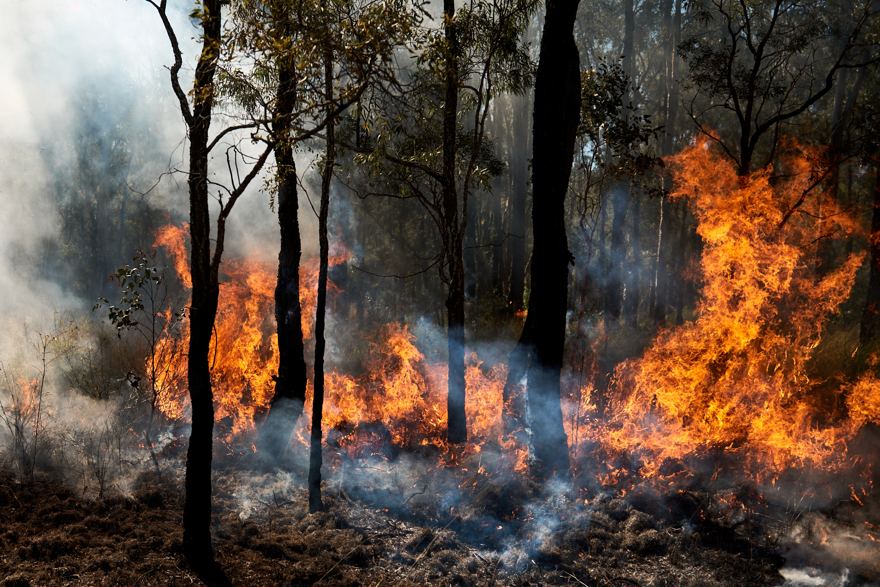 Flames engulf trees and underbrush in a forest fire, with smoke billowing around the trunks of the trees in a rural setting.