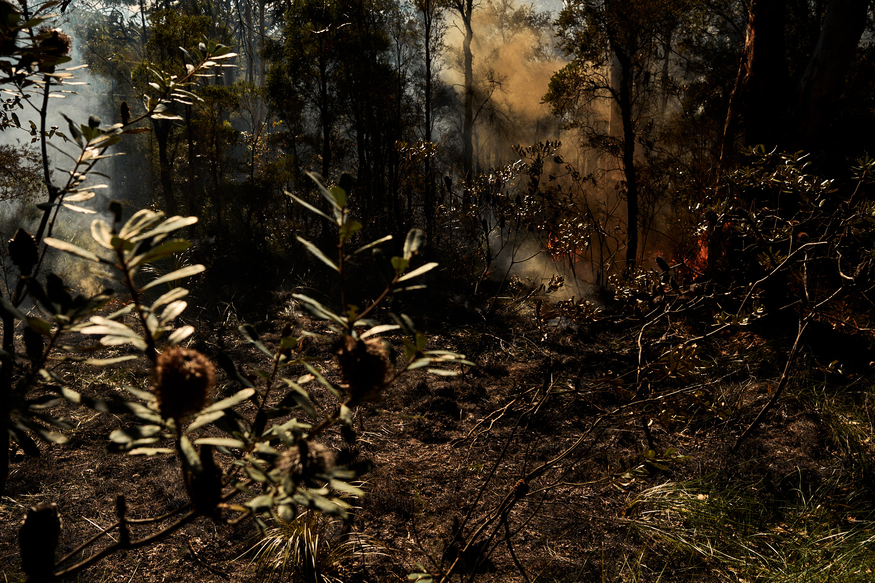 Smoke and fire in a dark forest landscape. Trees and foliage are silhouetted against the smoky haze, with a muted color palette.