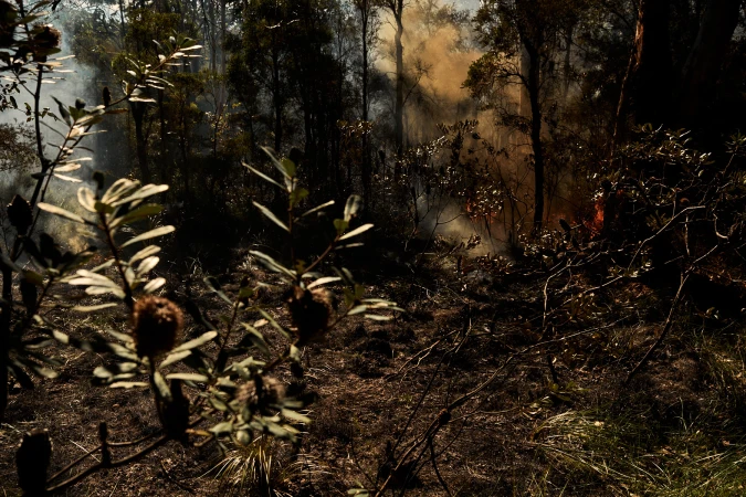 Smoke and fire in a dark forest landscape. Trees and foliage are silhouetted against the smoky haze, with a muted color palette.