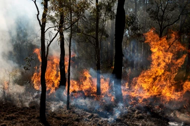 Flames and heavy grey smoke moving through a dense eucalyptus forest during a bushfire