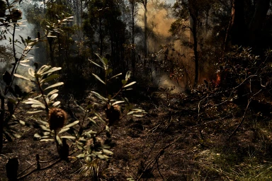 A bushfire in a dense forest with smoke drifting through trees and charred ground, captured by Alex Brunton.